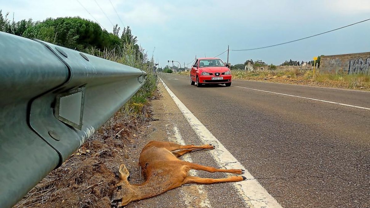 El corzo muerto aún permanecía en la calzada, en la tarde de ayer, después de ser atropellado.-L. DE LA FUENTE