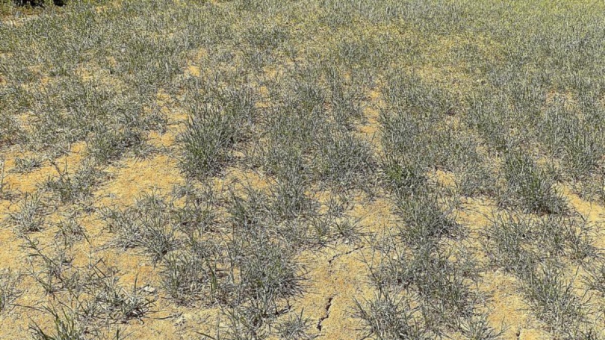 Imagen de una tierra afectada por la sequía-EL MUNDO