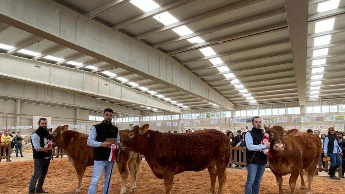 Aitor Sainz Maza, de Granja el Arenón (derecha),  en la última edición del Salón del Vacuno de Salamanca con el ejemplar de raza limusina que obtuvo el primer premio. / GRANJA EL ARENÓN