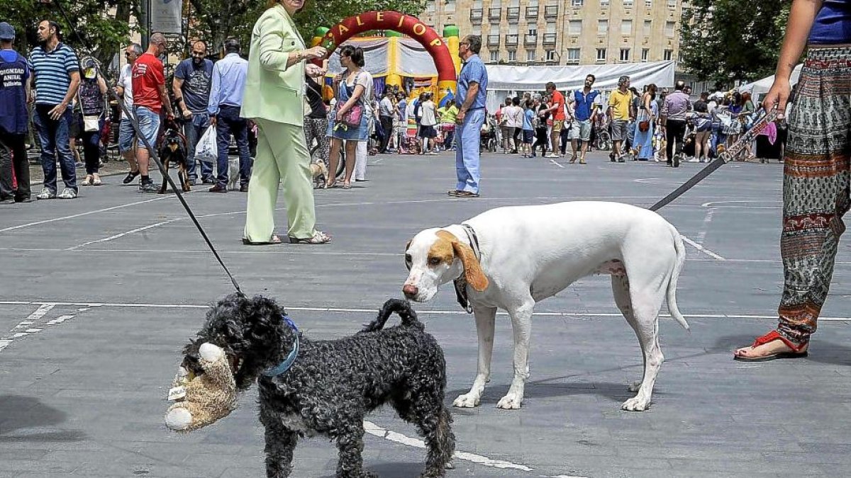 Dos perros pasean junto a sus dueños por la Acera de Recoletos de Valladolid.-Marta Fernández