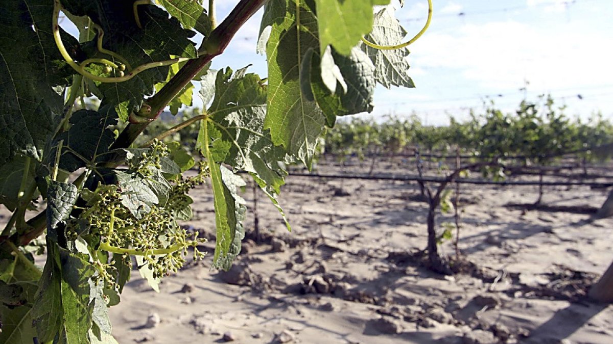 Viñedos dañados e inundados en una explotación de la Denominación de Origen Ribera del Duero, después de una tromba de agua y pedrisco.  Rubén Cacho. / ICAL