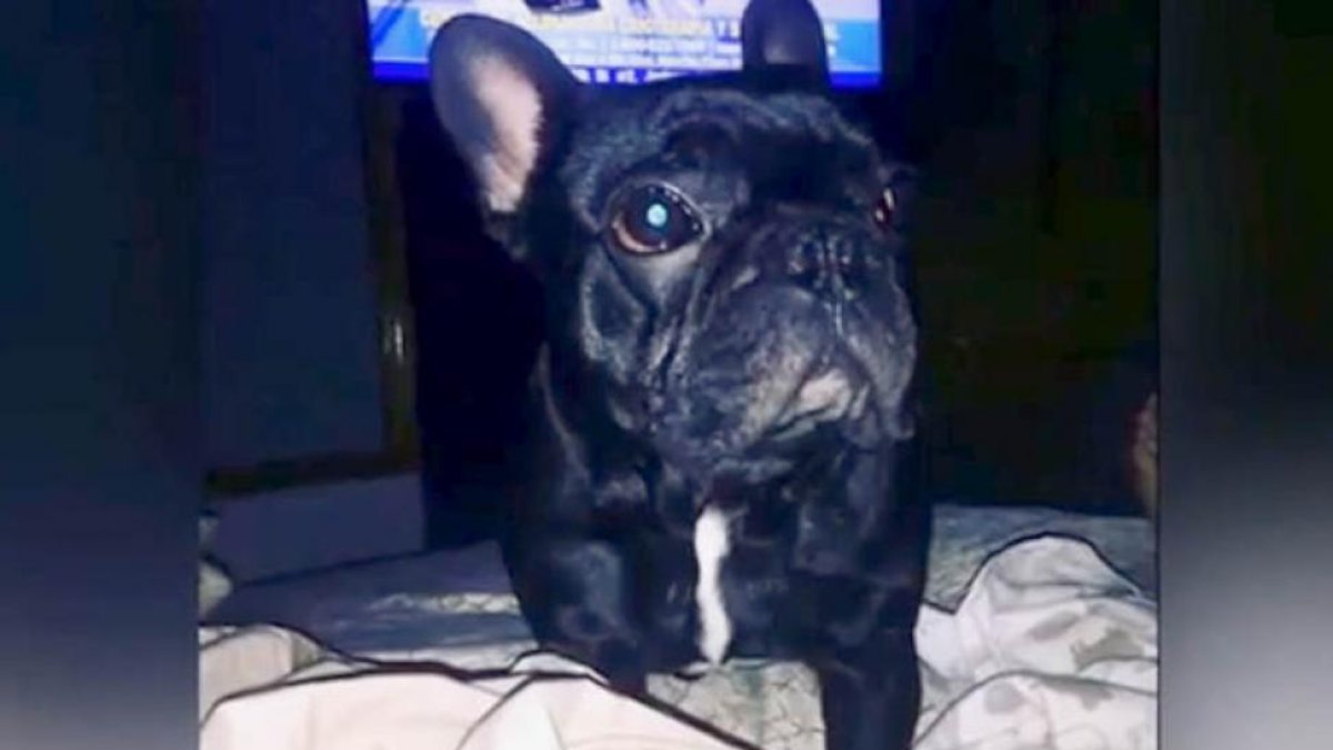 Kokito, el cachorro bulldog francés que ha fallecido durante un vuelo de United Airlines.-/ PERIODICO (REUTERS)