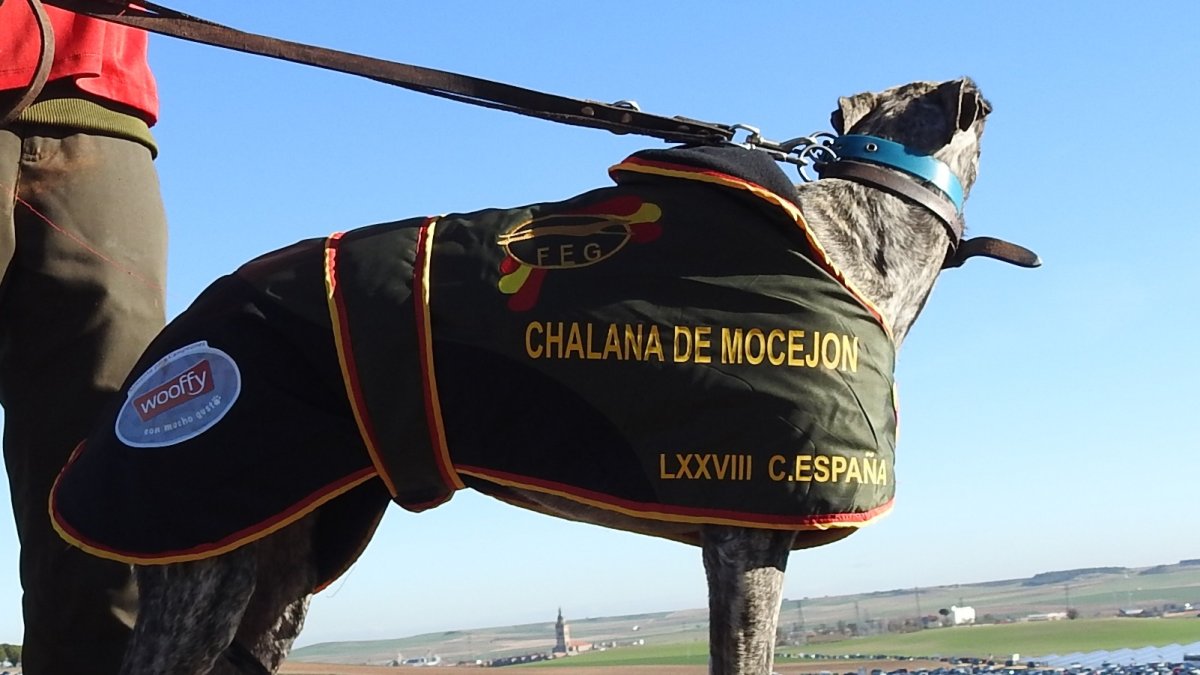 Chalana, una de las galgas participantes en un nacional disputado en Nava del Rey. L. DE LA FUENTE
