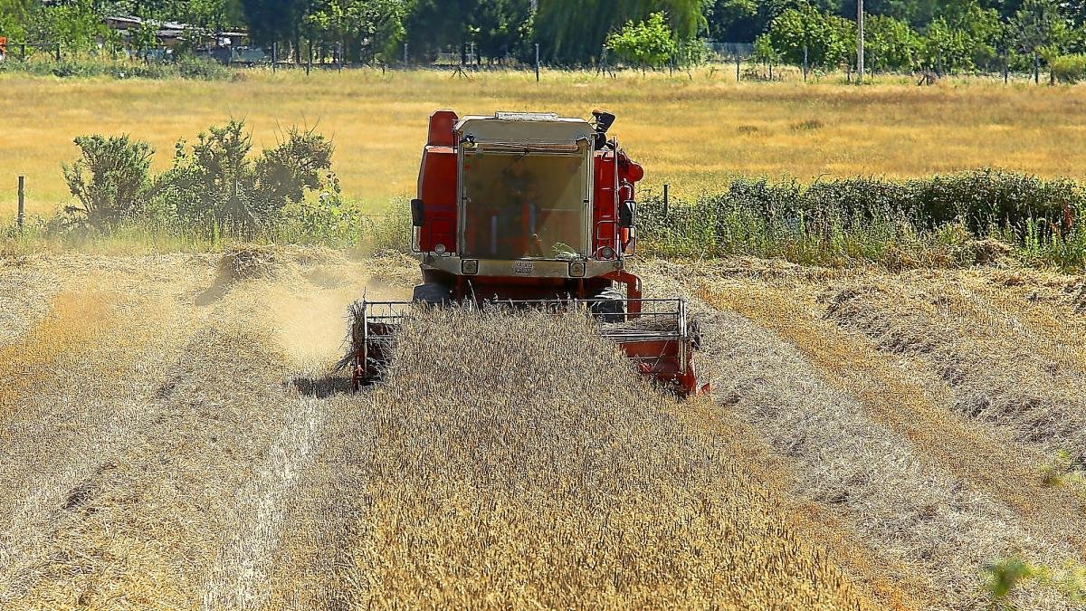 Una cosechadora trabajando en un campo de cereal, en una imagen de archivo.-ICAL