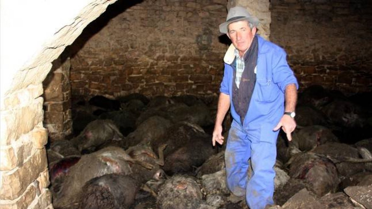 El propietario de la granja, Ramon Agustí, junto a los animales fallecidos en el ataque de la semana pasada.-ALVADOR MIRET / ACN