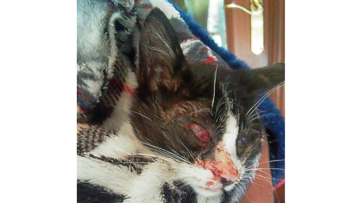 Estado de uno de los felinos apalizados.-EL MUNDO