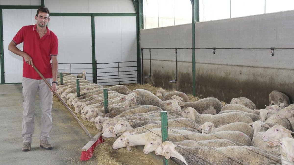 Luis Manuel de la Iglesia lleva más de diez años en el sector del ovino y comenzó desde cero. Ahora cuenta con 450 reproductores en su explotación familiar de Cubillos (Zamora).-M.C.