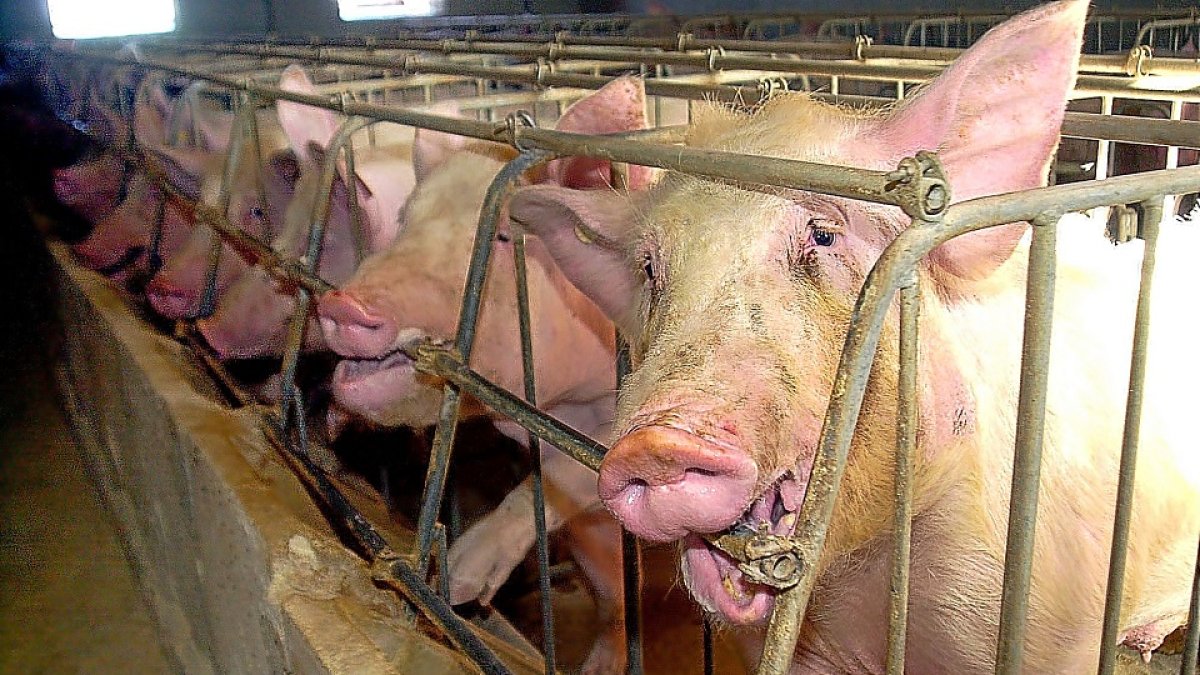 Imagen de una granja de cerdos ubicada en Castilla y León. E. M.