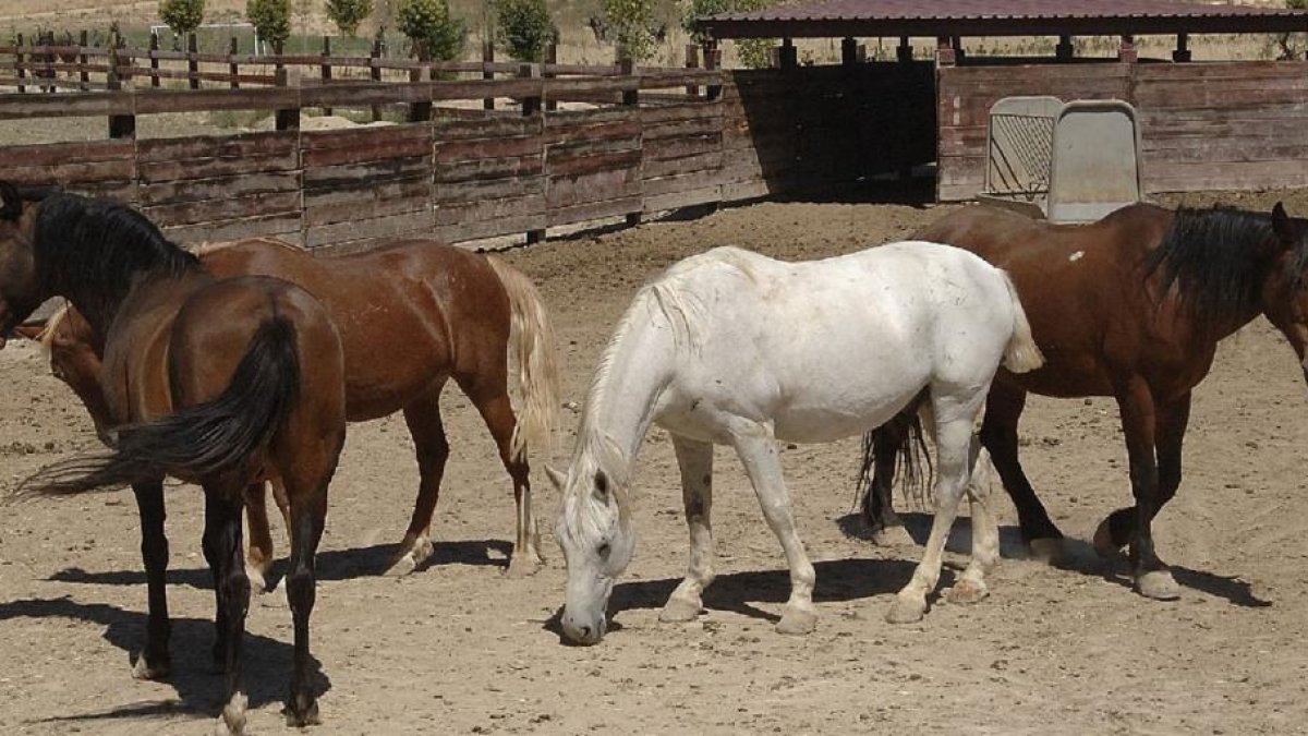 La actividad se desarrollará con caballos-EL MUNDO