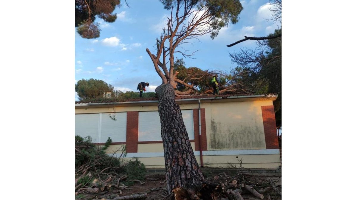 Árbol caído sobre la escuela de El Carpio. -BOMBEROS VALL.