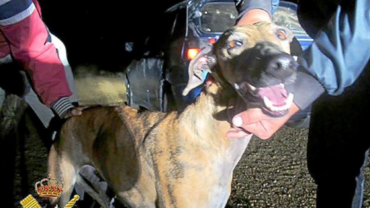 Uno de los galgos hallados en poder de la red de caza furtiva en Castrillo de Duero.-GUARDIA CIVIL