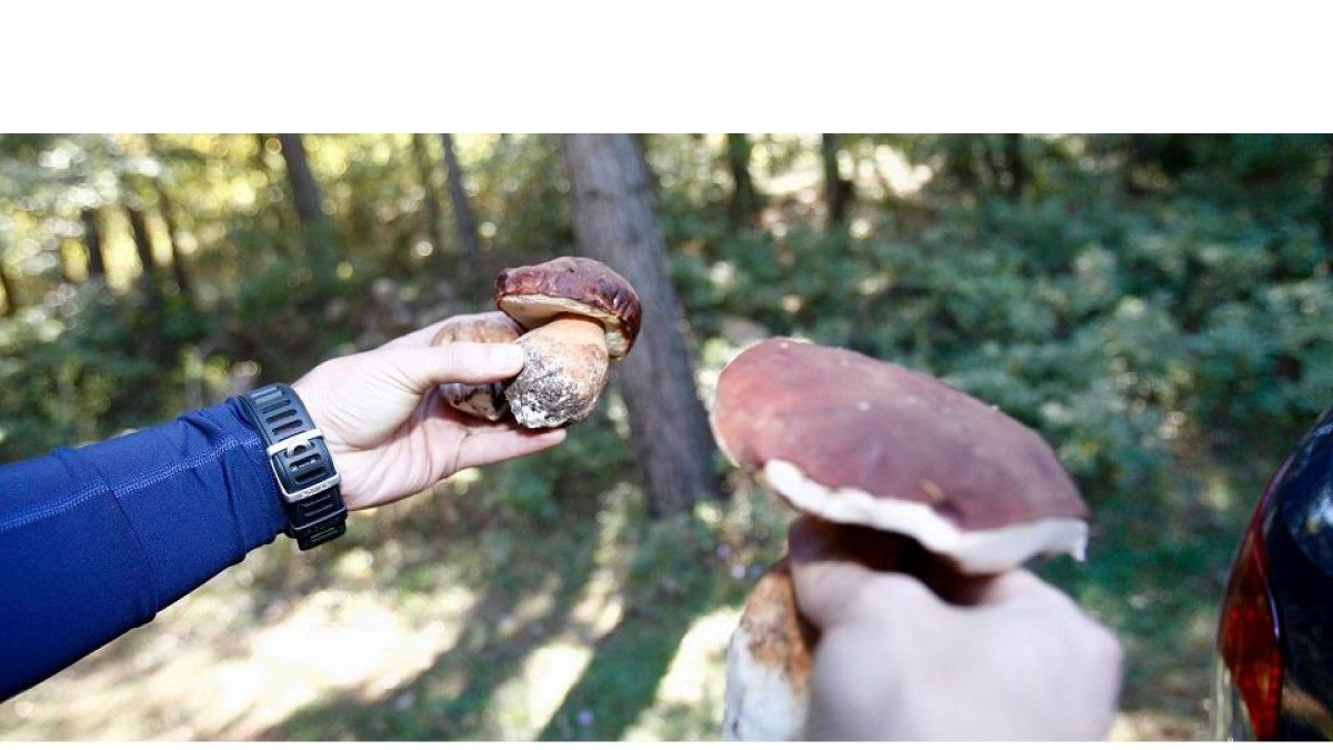 Un recolector sostiene dos ejemplares medianos de boletus, hoy por hoy la ‘estrella’ de la temporada, recogidos en un pinar de la Comunidad.  / VALENTÍN GUISANDE