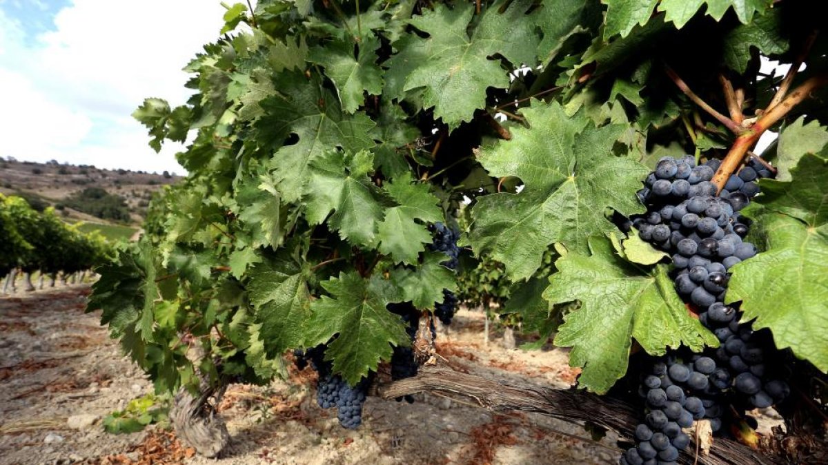 Viñedos del valle de Esgueva.-ICAL