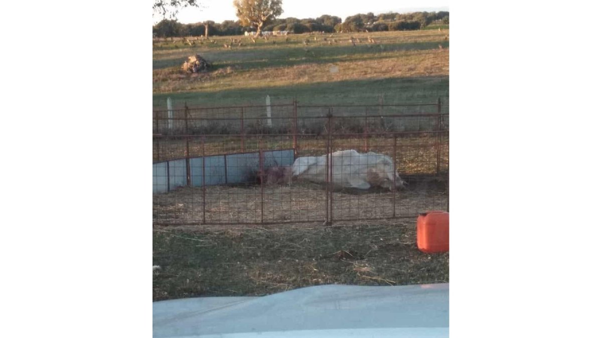 El animal víctima del ataque de los buitres.-ASAJA