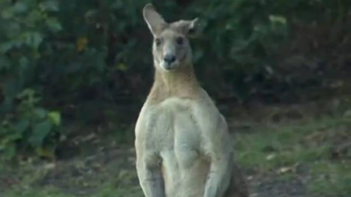 El vídeo que ha popularizado al canguro Dave que se pasea por Brisbane, Australia.-