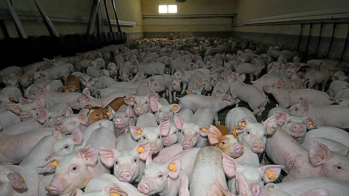 DEBATE Pueblos Vivos de Zamora exige un «modelo sostenible» con un «cumplimiento riguroso»-