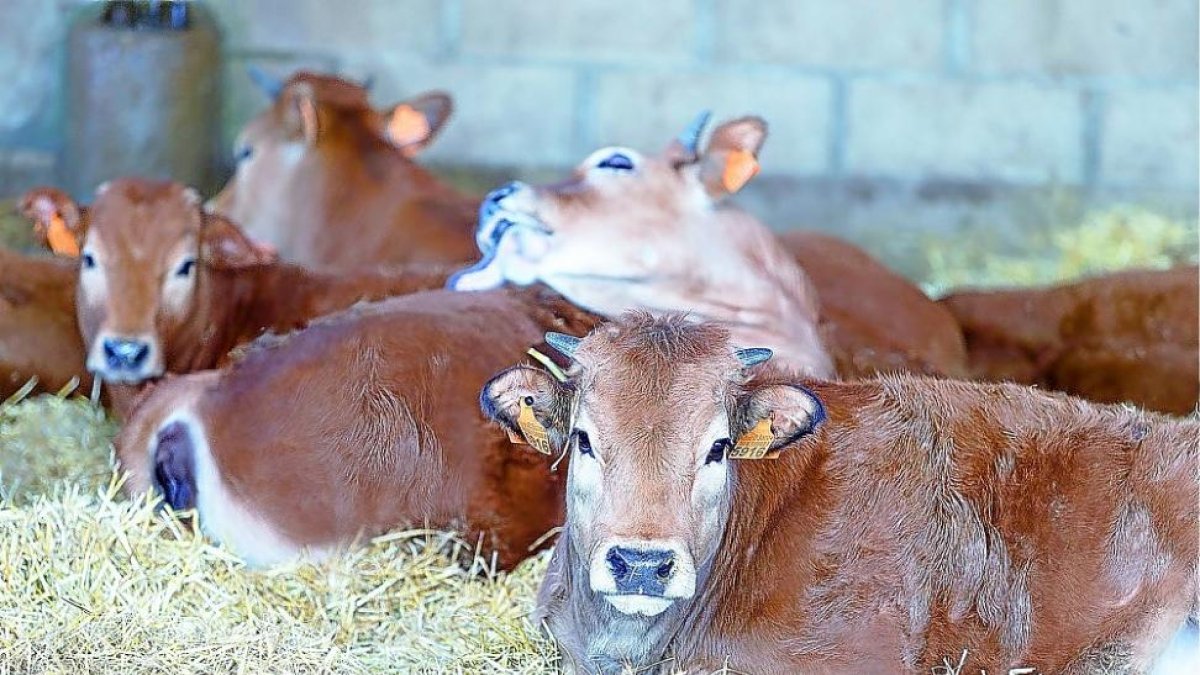 Vacas descansando en una de las explotaciones innovadoras de Castilla y León que forman parte del proyecto europeo.-EL MUNDO