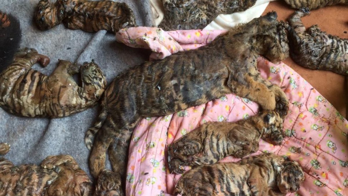 Algunos de los 40 cadáveres de crías de tigre encontradas por la policía tailandesa en un templo budista.-HANDOUT / REUTERS