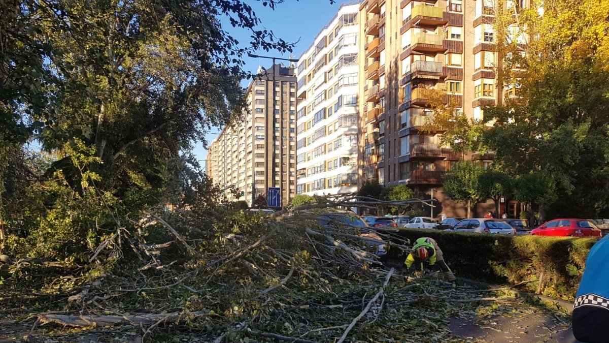 Corte al tráfico por la caída de un árbol en Isabel la Católica. - EM