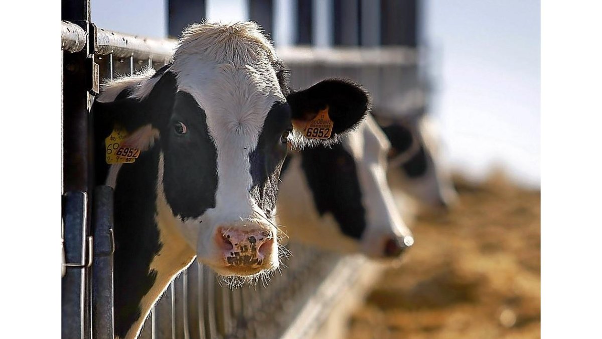 Dos reses acuden a su pesebre en una explotación de vacas lecheras en la provincia de Salamanca.-ENRIQUE CARRASCAL