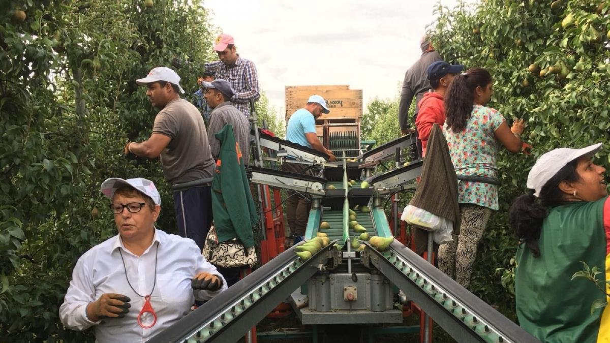 Trabajadores en plena recolección de la pera conferencia en una finca del Bierzo.-E.M.