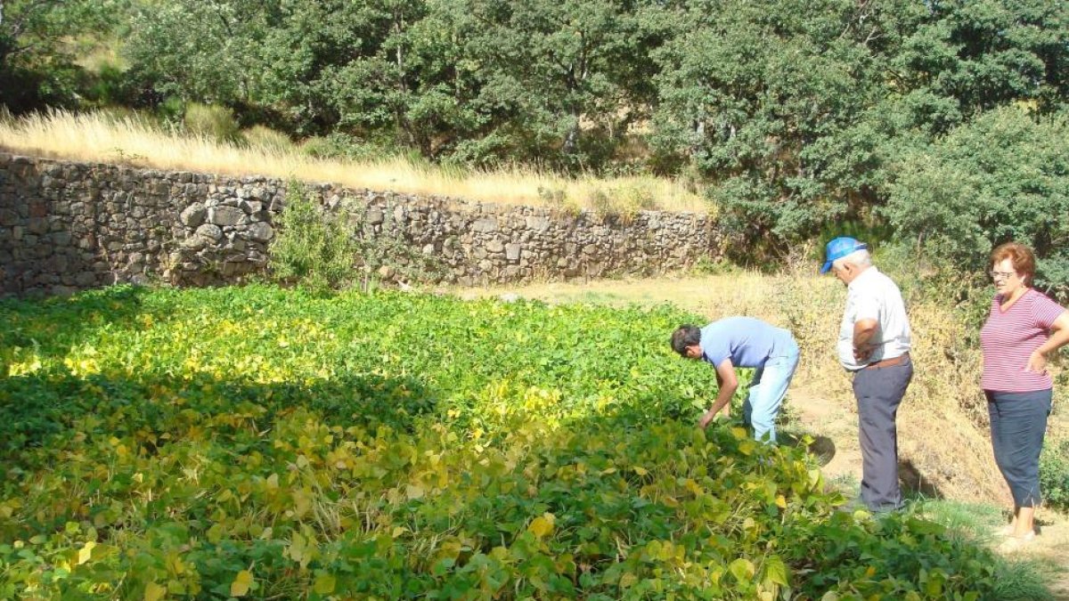 Agricultores en un campo de cultivo de Judía de El Barco de Ávila la pasada campaña.-EL MUNDO
