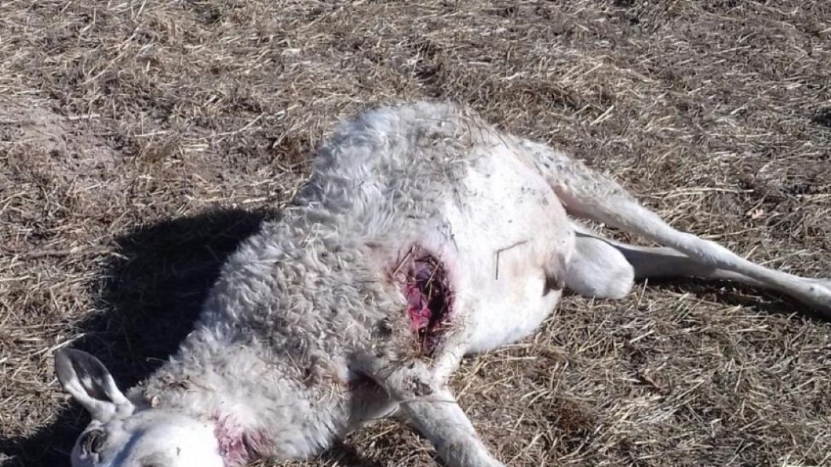 Una de las ovejas afectadas por el ataque de lobos en Fresnedilla, Ávila.-E. M.
