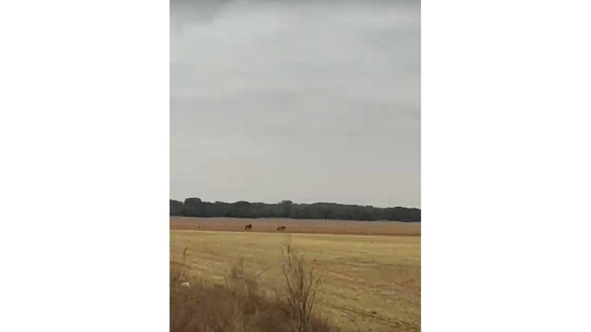 Avistan unos lobos en la localidad vallisoletana de Mucientes. E.M.