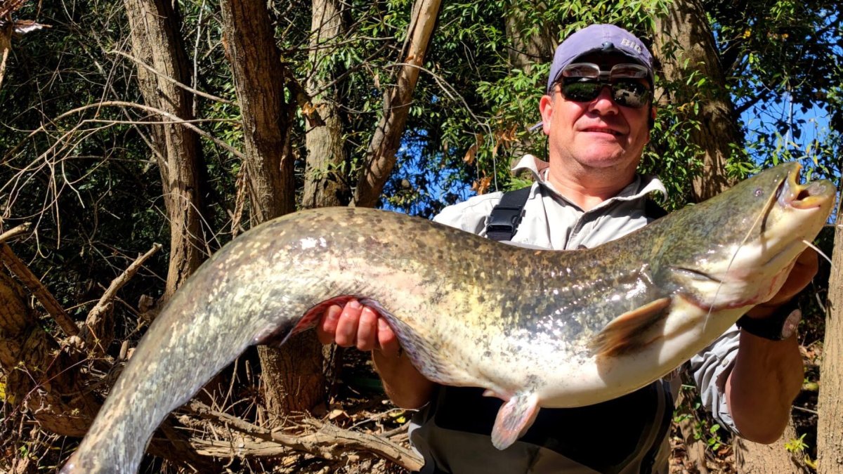 El pescador Jorge Suárez, con el siluro de Simancas.-E. M.