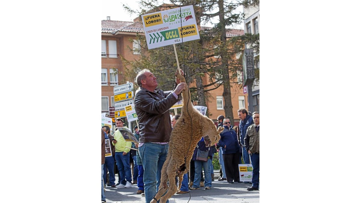 Protesta de ganaderos en Ávila pidiendo soluciones ante los ataques del lobo.-ICAL