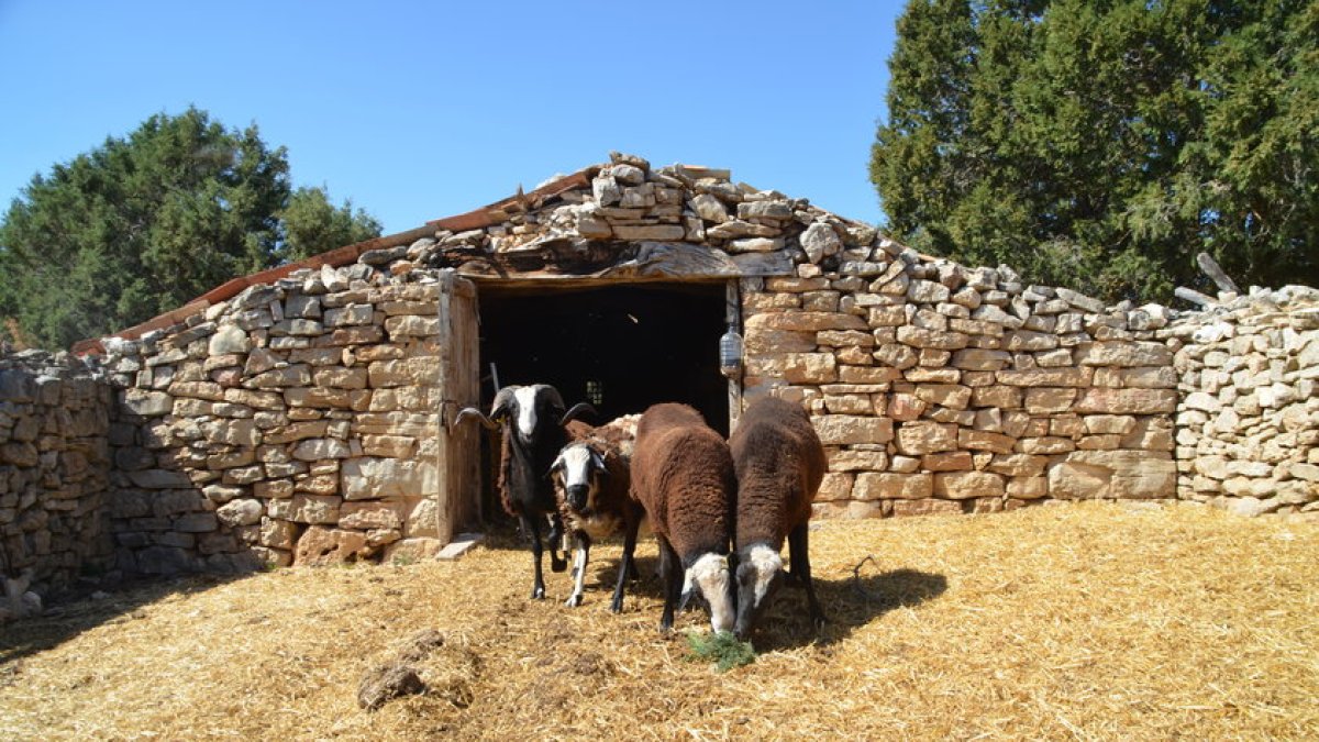 Un grupo de ovejas en una majada de Soria. HDS