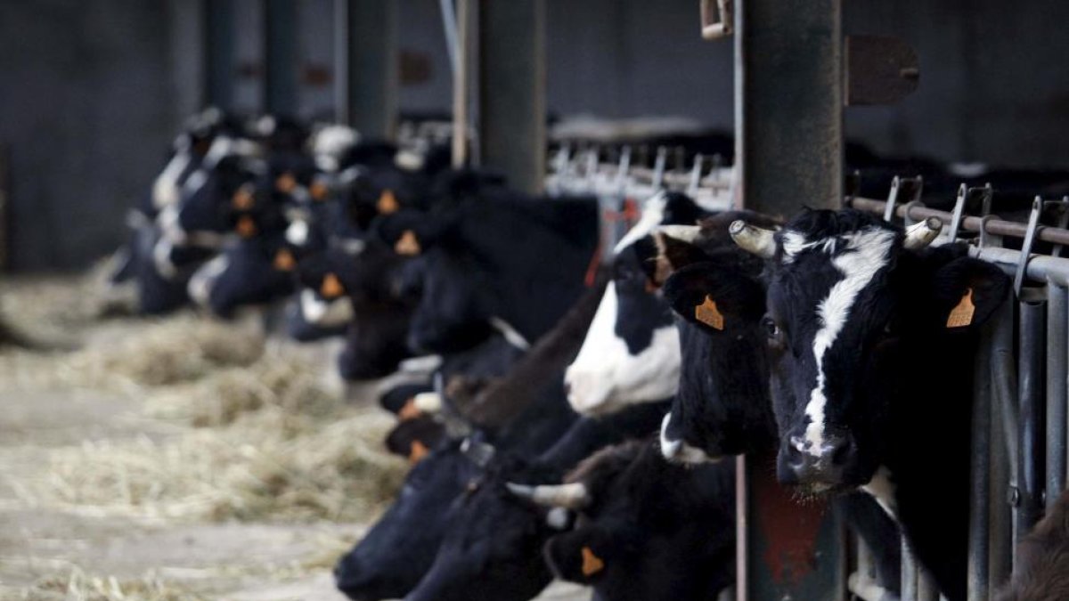 Vacas lecheras en una explotación ganadera de la Comunidad.-PABLO REQUEJO