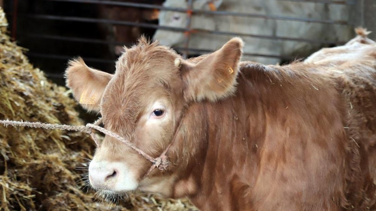 Animales en una explotación ganadera de la comarca de Aliste. Entre los 8 y los 12 meses de edad son sacrificados en el caso de la ternera lechal.-J.L.C.