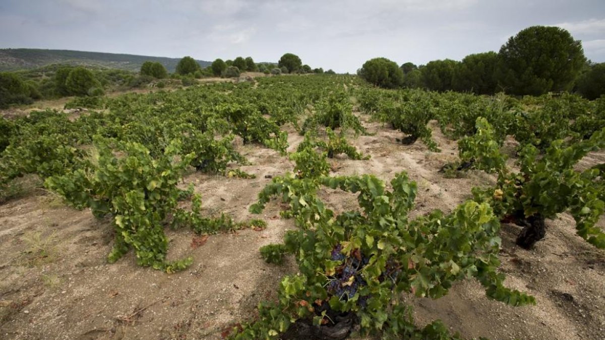 Viñedos en la comarca de Cebreros.-ICAL