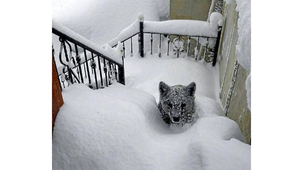 Imagen del oso encontrado a las escaleras de una casa en Prioro (León)-El Mundo