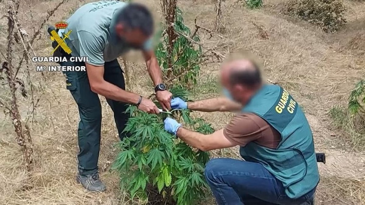 Operación Madriloza. - GUARDIA CIVIL - Archivo