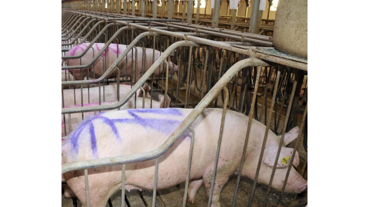 Una de las explotaciones de porcino en la provincia de Soria.-A.M.