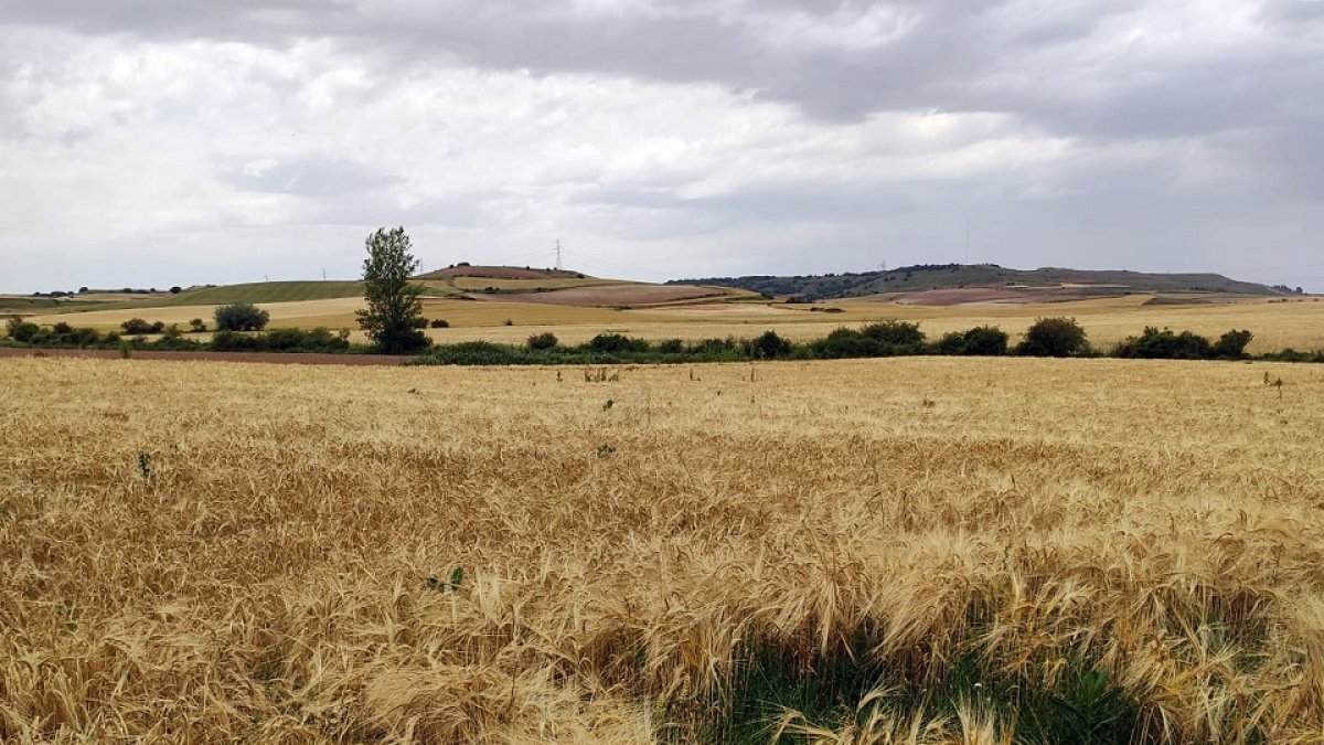 La prevision inicial es iniciar la cosecha en la provincia con el mes de julio. / ECB
