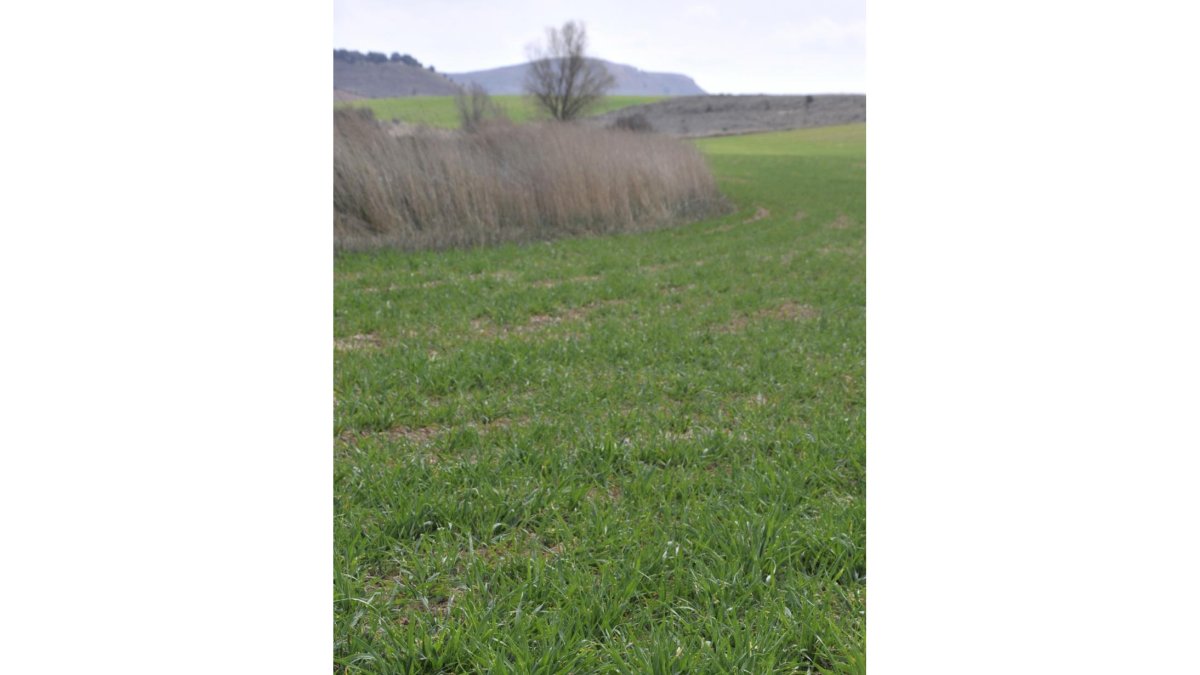 Tierras de labor de secano, de cultivo de cereal, en la provincia de Soria.-V. G.