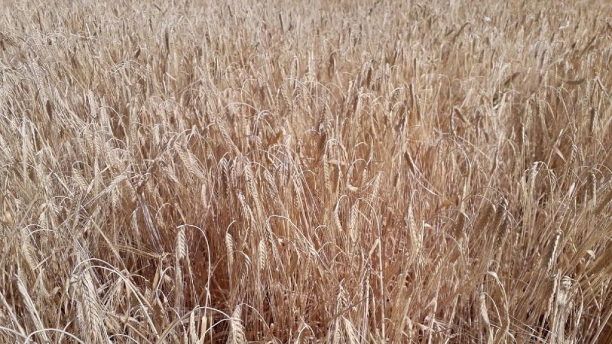 Parcela de cereal en la que pueden apreciarse los daños que ha causado la sequía en este cultivo.-AGROSEGURO