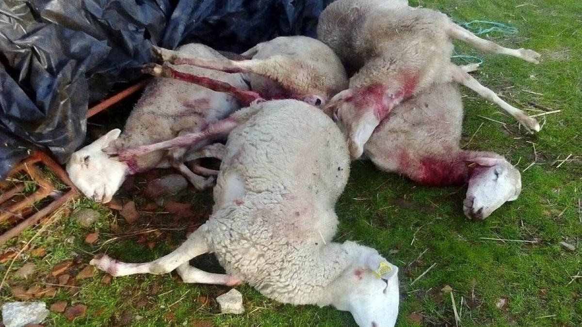 Ovejas muertas tras un ataque de lobos en la comarca zamorana de Sayago, concretamente en Fresnadillo y Gáname.-ICAL