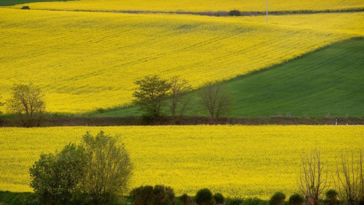 Imagen de archivo de un campo de colza en plena floración.-ENRIQUE CARRASCAL