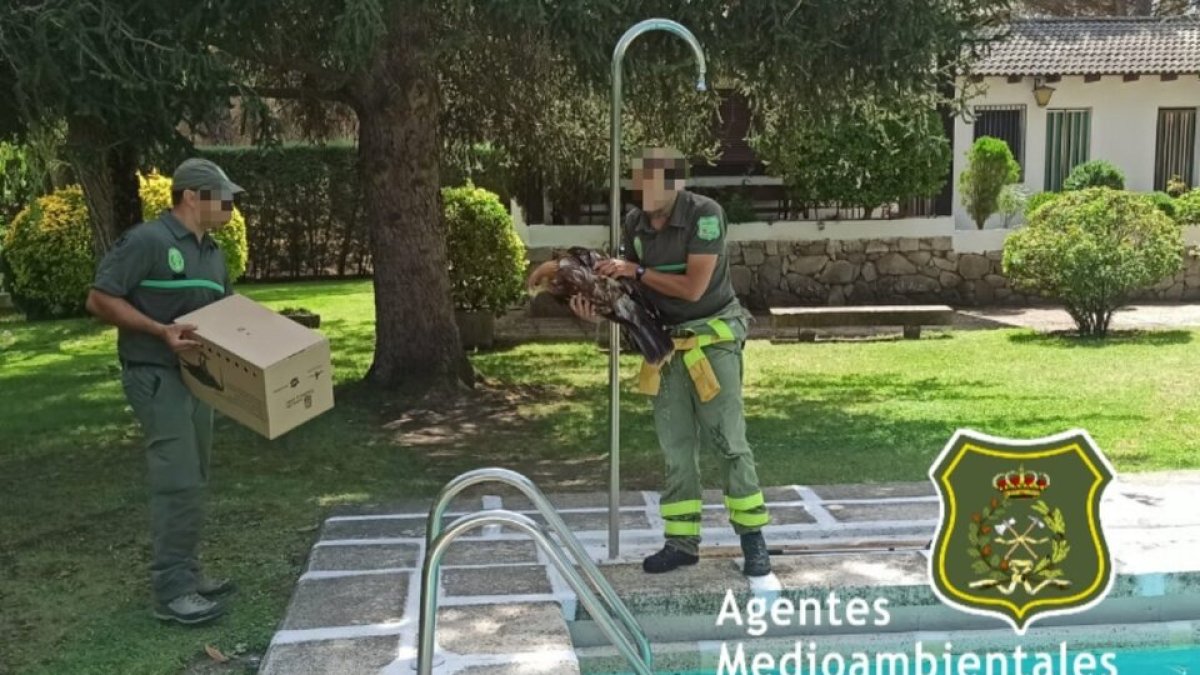 Agentes Medioambientales tras el rescate del Águila Imperial. / APAMCYL