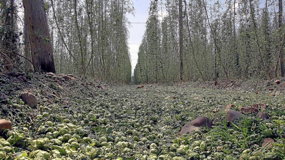 Superficie de lúpulo leonesa arrasada tras la tormenta del pasado domingo.-ICAL