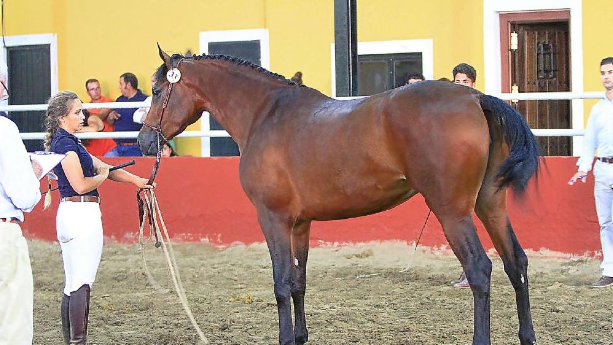 Uno de los caballos hispano-árabe en el pasado Concurso en Valdestillas-E. M.