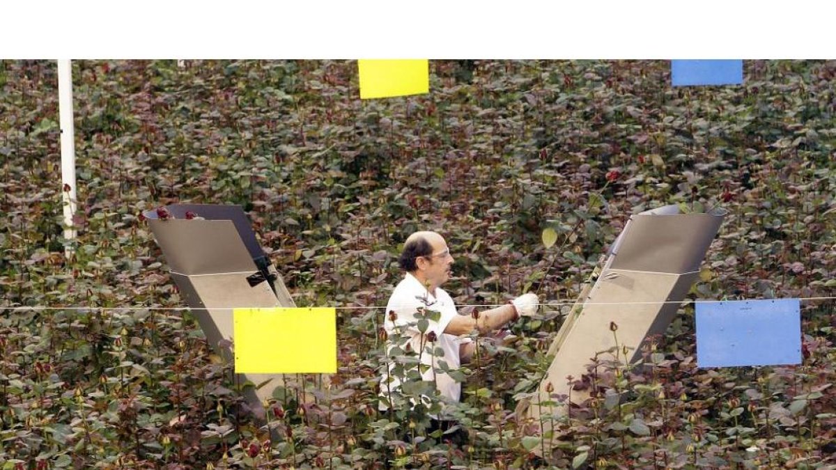 Imagen de Aleia Roses durante la jornada de ayer en su planta en la localidad soriana de Garray.-LUIS ÁNGEL TEJEDOR