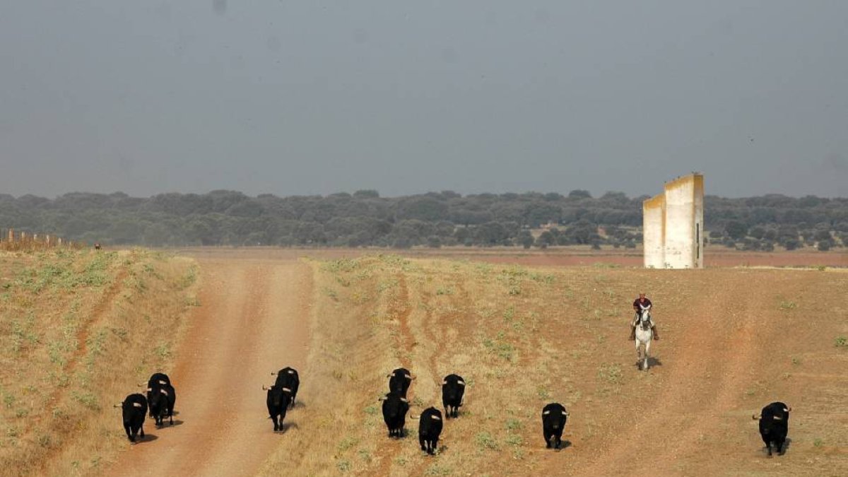 Toros de Juan Luis Fraile.-A.V
