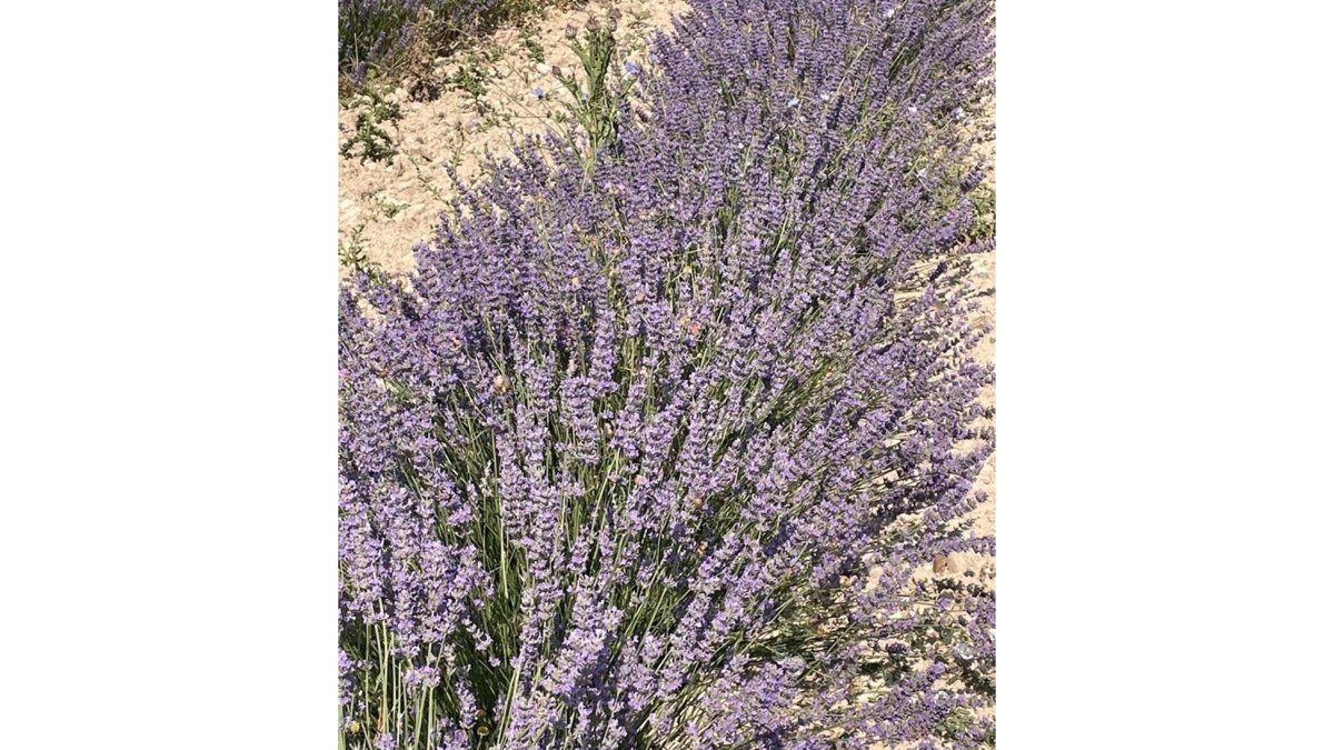 Plantación de lavandín en Zaratán (Valladolid). - EUROPA PRESS