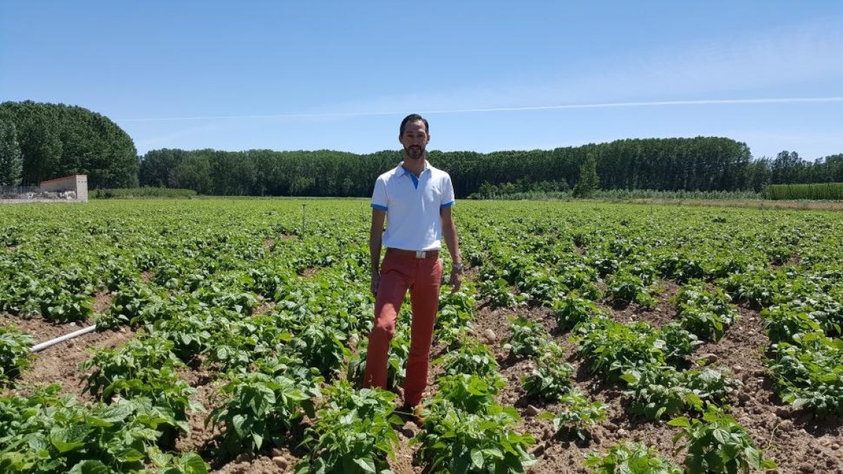 Pedro Álvarez, director general de ‘Legumbres Penelas’ en una finca de alubias en la localidad leonesa de Villarejo de Órbigo.-E. M.