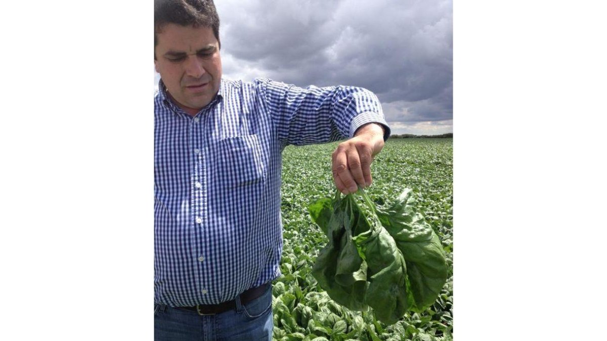 David Turrado en una parcela de espinacas en la provincia de Valladolid. Las próximas siembras comienzan este mes.-TURRADO